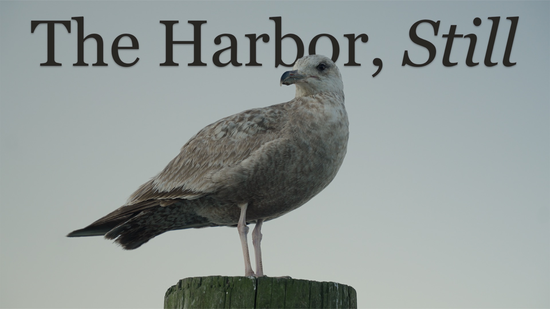 A seagull stands on a piling in Wanchese Harbor. Title card for the short documentary The Harbor, Still.