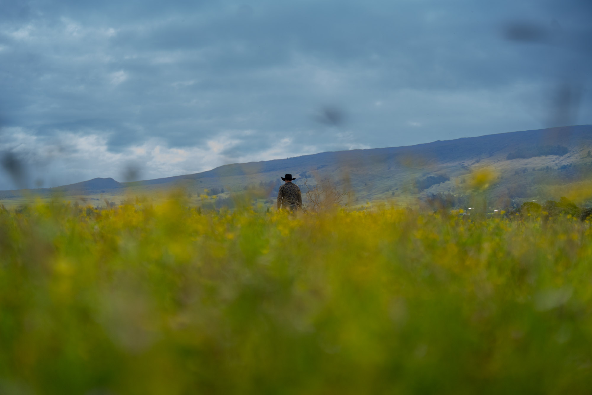 Hawaiian rancher Daniel Jacintho walks through a field of yellow fireweed toward distant hills.