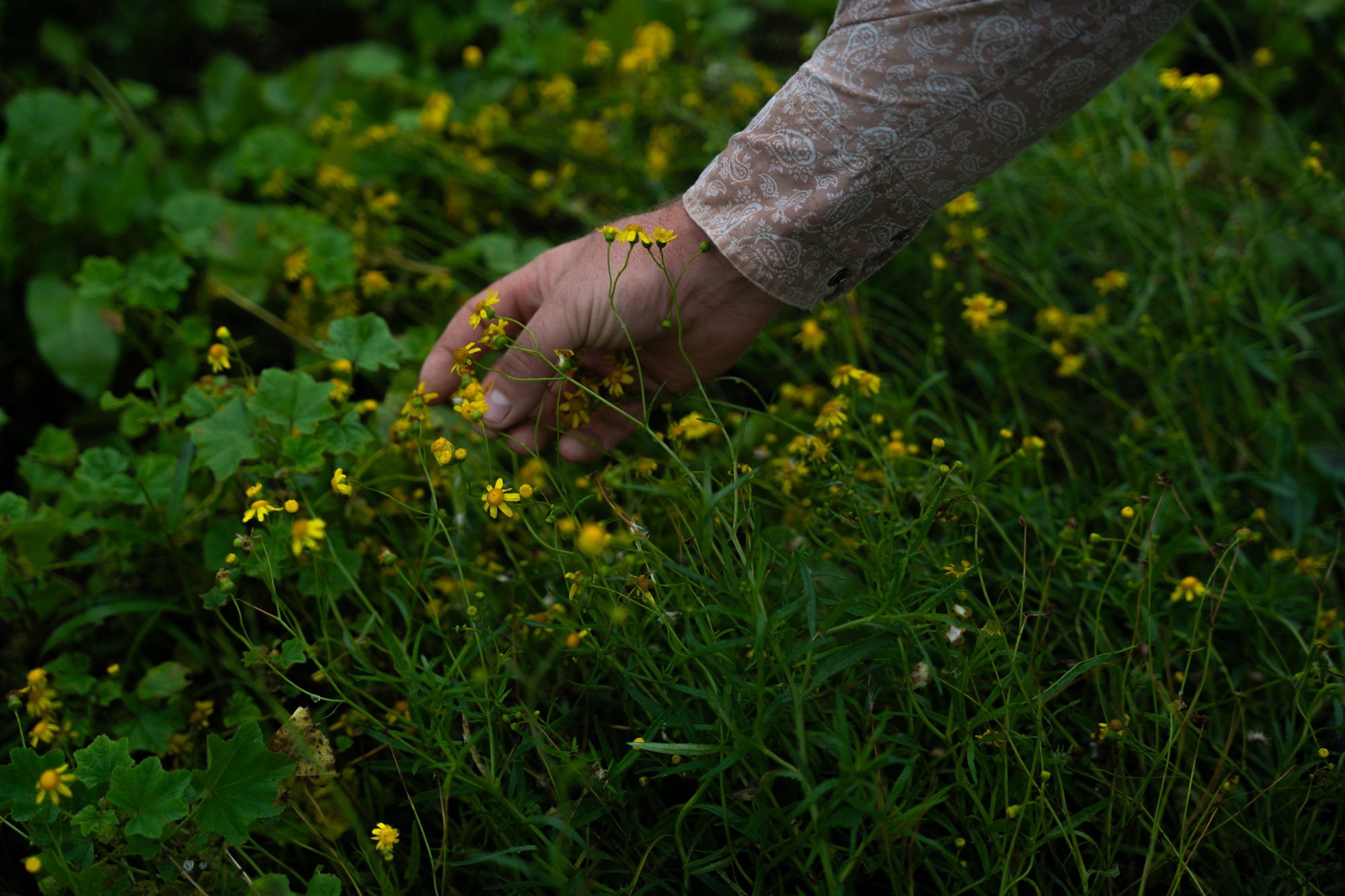 Yellow fireweed grows across a Maui pasture.