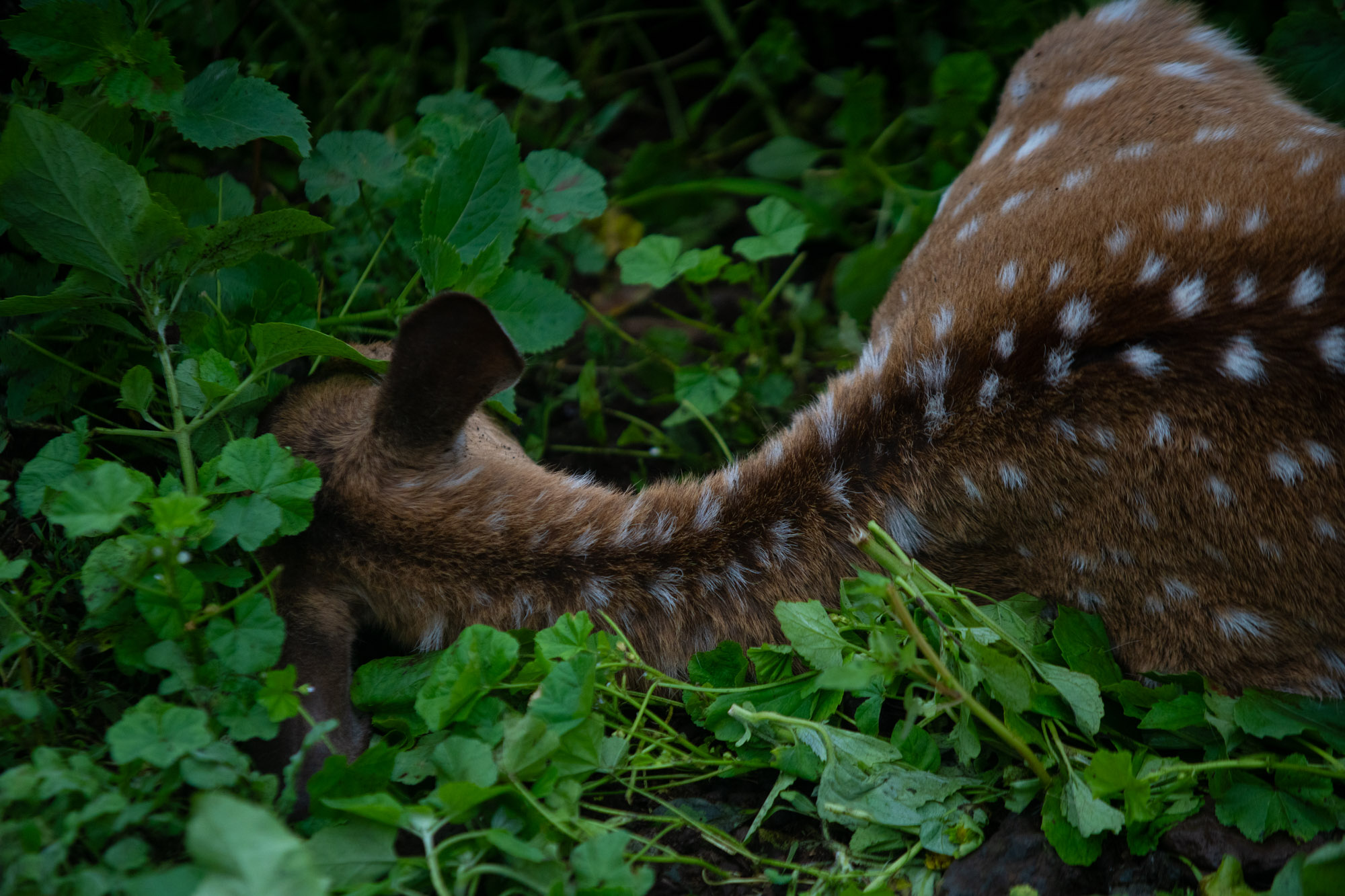 Axis deer move across a Maui landscape.