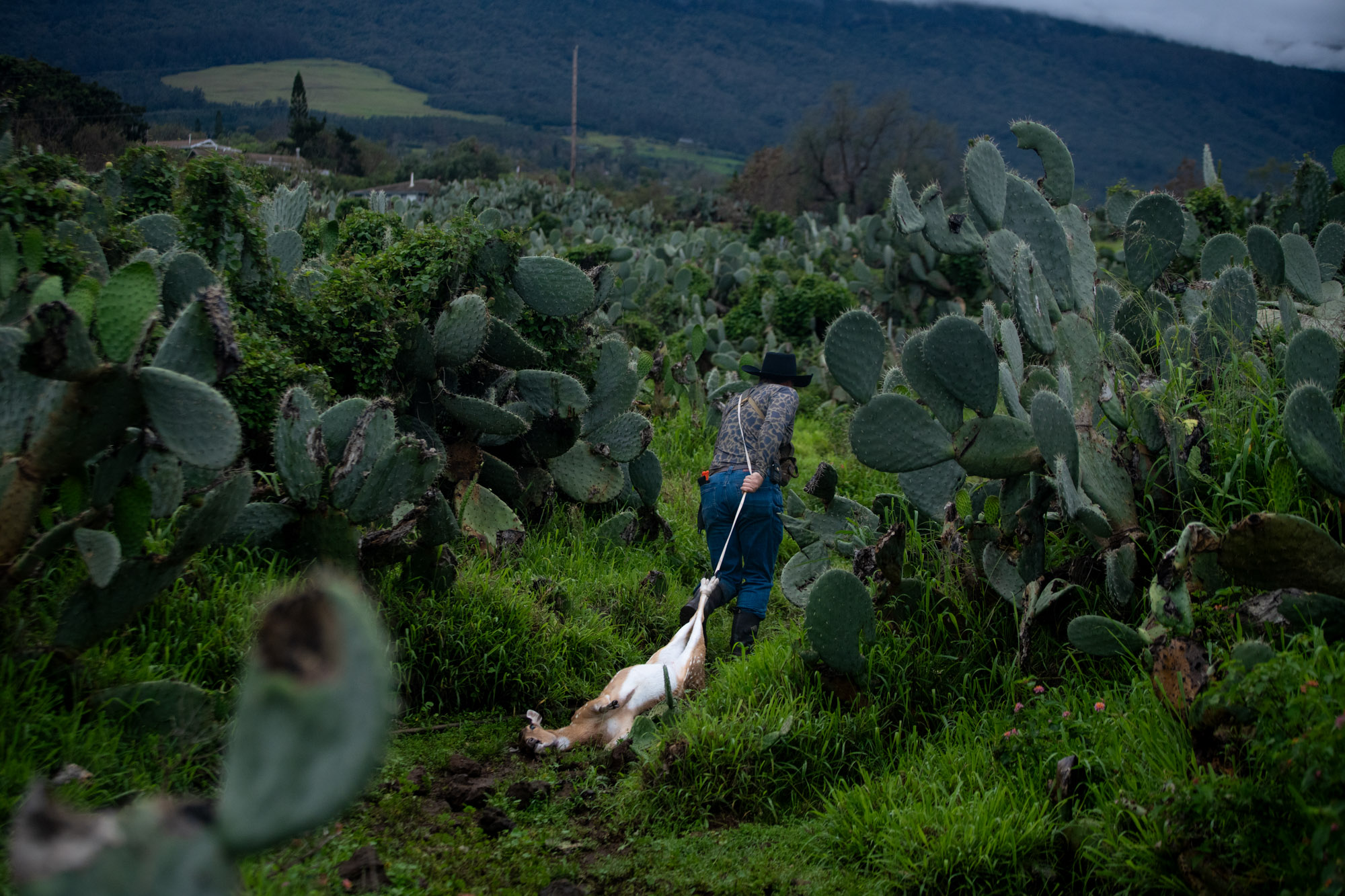 Daniel Jacintho holds axis deer tails collected for Hawaii’s landowner incentive program.