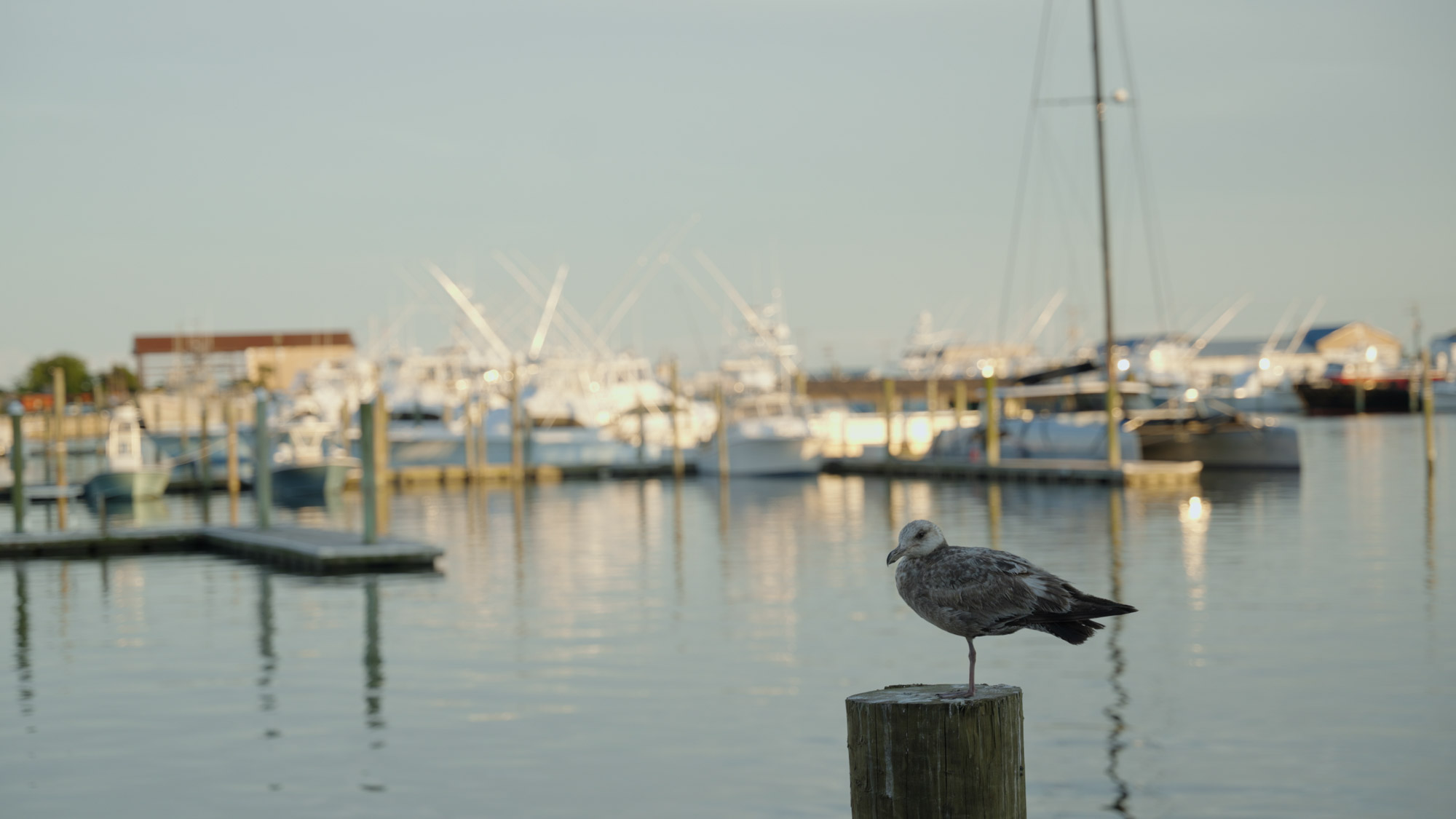 A seagull perches on a piling in Wanchese Harbor, with fishing boats in the background.