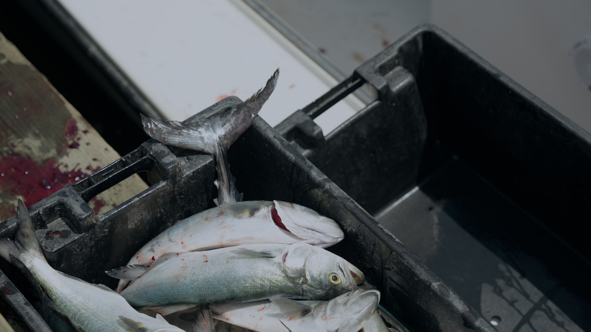 A quiet stretch of Wanchese Harbor after years of decline in commercial fishing.