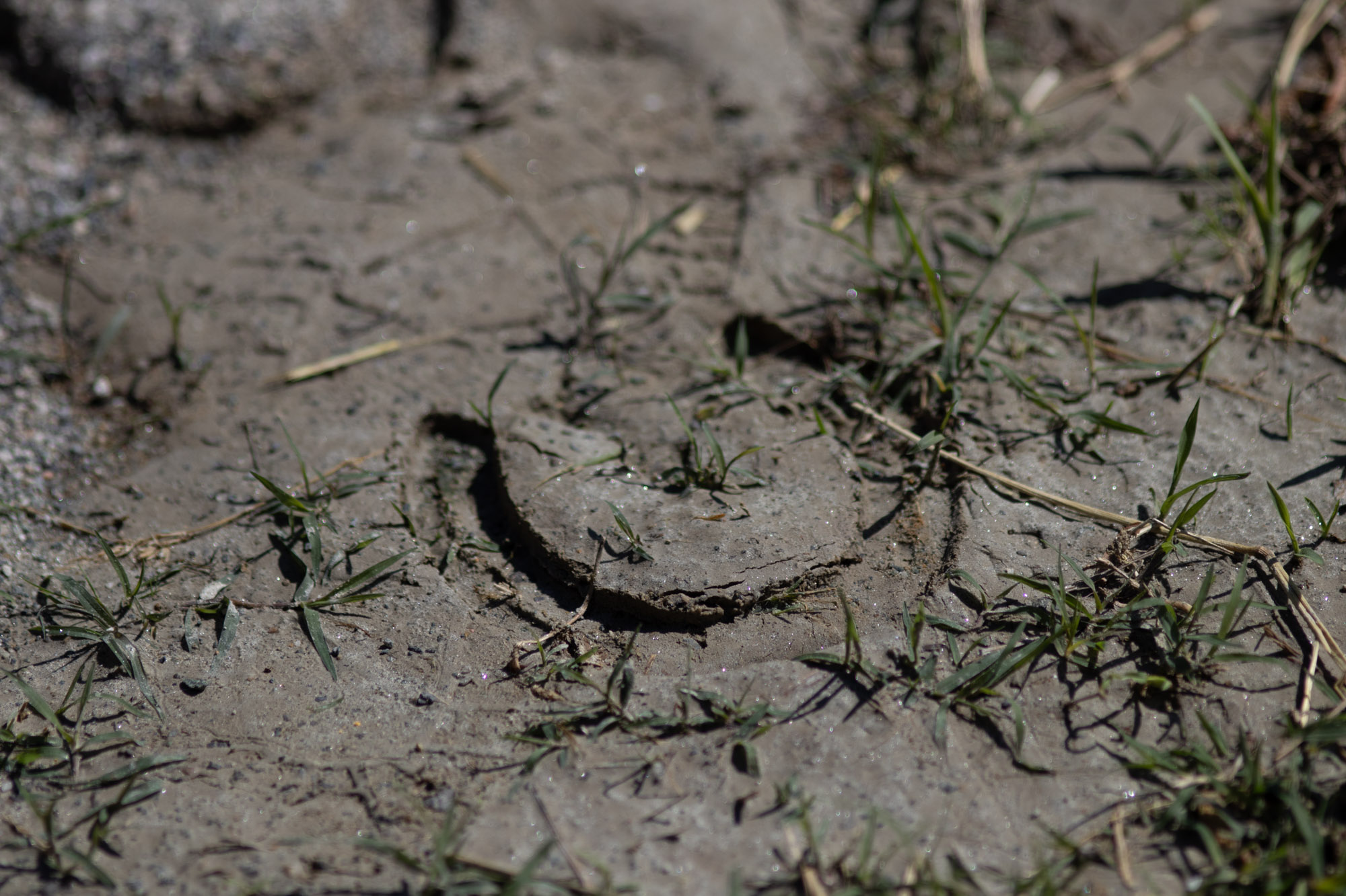 Kylie Barrows -- Oakview Farms, Chapel Hill, NC.